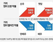 삼겹살보다 비싼 깻잎…폭설·한파에 120%↑