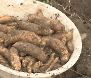 하늘이 내린 약용작물 '천마'…파킨슨병 예방에 특효