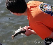 산천어 맨손으로 잡기