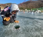 '산천어와 조우할까'