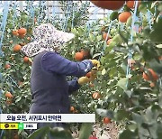 노지감귤 이어 만감류도 가격 '고공 행진'