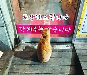 [고양이눈]고양이 주문도 받나요?