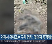 거제서 유해조수 구제 엽사, 멧돼지 공격에 숨져