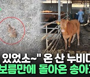 [씬속뉴스] "얼어 죽을까 걱정했잖소"…보름 전 탈출한 송아지는 어떻게 돌아왔을까