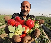 EGYPT AGRICULTURE STRAWBERRIES