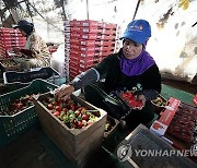 EGYPT AGRICULTURE STRAWBERRIES