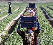 EGYPT AGRICULTURE STRAWBERRIES