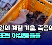 [자막뉴스] 시련의 계절 겨울..죽음의 문턱서 구조된 야생동물들