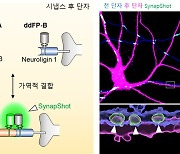 기억·인지 과정 실시간 관찰 성공…노화 등 연구 청신호