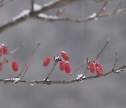 대구·경북 오후부터 많은 눈·비 예상···대구 군위군 등 14곳 대설 예비특보