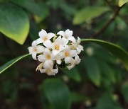 상서로운 향기의 귀한 꽃…세종수목원에 핀 ‘제주백서향’