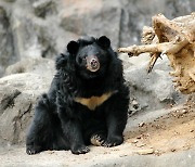 네가 왜 여기서 나와?…송전탑 올라간 반달가슴곰 '날벼락'