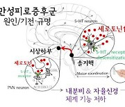 "행복 호르몬 '세로토닌' 넘치면 오히려 병"