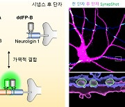 KAIST, 치매 유발 ‘시냅스’ 변화 실시간 관찰 성공