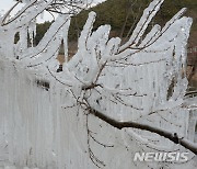 나뭇가지에 매달린 고드름