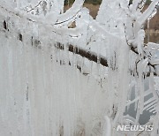 나뭇가지에 매달린 고드름