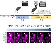 노화·질병으로 점점 변화하는 뇌, 실시간 관찰한다