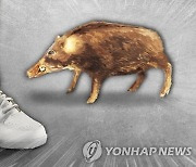 경남서 한해 포획 멧돼지 9천여마리…잇단 피해 발생에 '주의보'