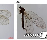 극지연, 남극 외래종 '겨울각다귀'…북극·북미지역 기원 확인