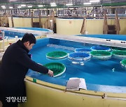 ‘말짱 도루묵’ 안 되게…인공 종자 다시 푼다