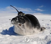 남극 물범·물개 떼죽음 원인 밝혀졌다…"가장 두려운건 돌연변이"