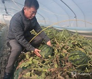 "밤에 이불까지 덮어"…농민 정성으로 기르는 '함안 겨울 수박'