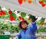 "공중에서 자란 딸기 맛보세요"