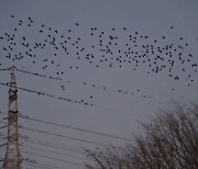 떼까마귀 전국 확산…제주선 농약 섞은 먹이까지