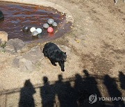 푸바오 인기 뛰어넘을까…반달곰 제주서 '첫 인사'