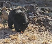 '반갑수다예!' 콘크리트 창살 벗어난 반달곰들 제주서 첫  인사