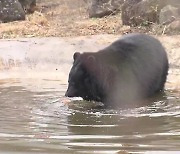 “새집 적응 마쳤어요” 제주로 이주 온 반달가슴곰 첫인사