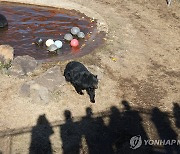 "우리도 푸바오처럼" 제주 이주 반달곰 귤 까먹으며 첫인사