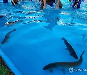 꽁꽁축제 '인삼 송어 잡아봐라'