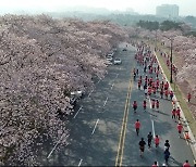 경주시, '제31회 경주벚꽃마라톤대회' 참가 신청 접수