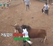 “약한 자는 살아남지 못해” 기안84, 인간 vs 소 싸움에 박수갈채(태계일주3)