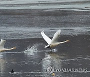 힘차게 날아오르는 큰고니