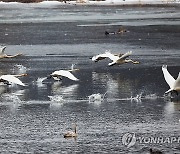 힘차게 날아오르는 큰고니