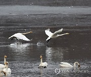 힘차게 날아오르는 큰고니