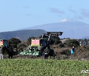 산지 폐기되는 제주 월동무