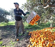 EGYPT AGRICULTURE ECONOMICS