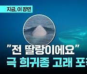 “전 딸랑이에요!” 극 희귀 오무라고래 중에서도 흰색 발견