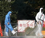 영덕 양돈농장서 아프리카돼지열병 발생…경북 첫 사례