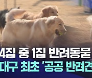 대구 최초 반려견 놀이터 문 열어…반려동물 공간 '부족'