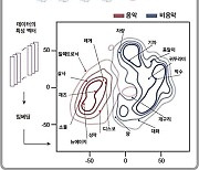 [과기원NOW] KAIST, AI로 사람의 뇌에서 '음악 본능' 찾았다 外