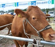 '한우 조각투자' 스탁키퍼 투자계약증권 신고서 철회