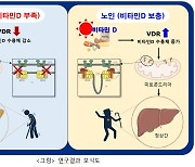 지방간을?…韓 최초 발견 비타민D의 '놀라운 효능'