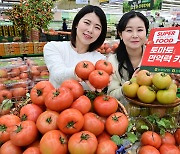 “겨울철 면역력 강화에 딱∼”… 슈퍼푸드 토마토 선보여