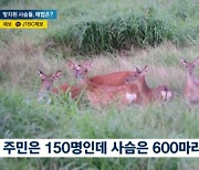 “사슴섬 관광지는 안되나요”…사슴이 바다 1.5km 수영을?