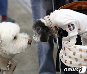 반려동물 산업 육성 기점 '원-웰페어 밸리' 대상지 공모…5월 최종 선정