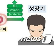 탈모인 희망의 길 열릴까…서울대병원, 새로운 탈모치료 기전 규명